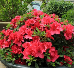 Azalea 'Red Demon'