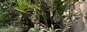   AIR PLANTS 