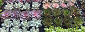   NEW SHIPMENT OF SUCCULENTS & CACTI 