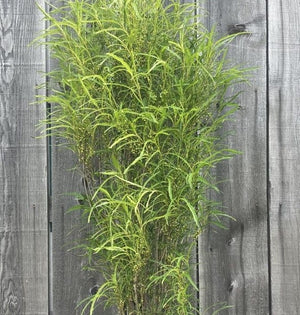 Buckthorn 'Straight Line'