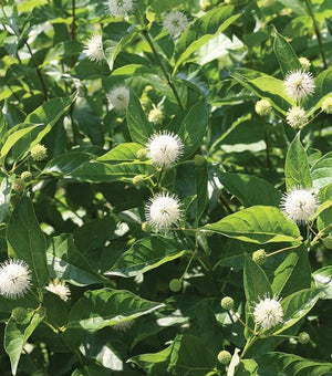 Button Bush Sugar Shack