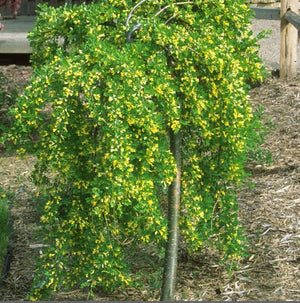 Caragana arborescens 'Pendula'