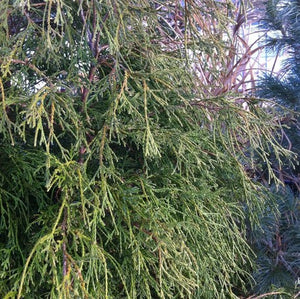 Chamaecyparis pisifera 'Filifera'