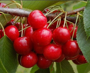 Cherry Crimson Passion