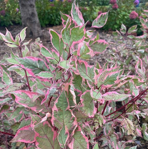 Cornus alba 'Sgt. Pepper®'