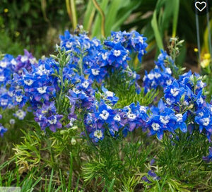 Delphinium 'Summer Cloud'