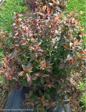 Diervilla Kodiak® Red