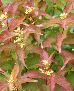 Diervilla Kodiak® Orange