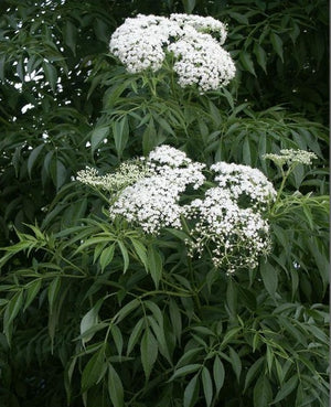Elderberry