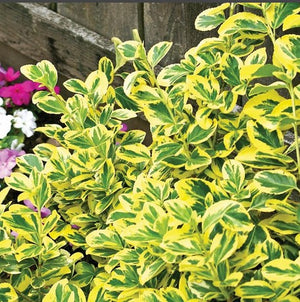 Emerald'n Gold Euonymus