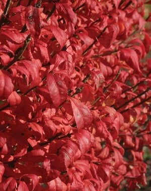 Euonymus 'Fire Ball Seedless®'