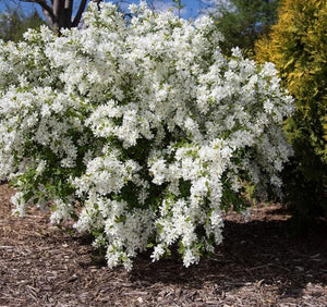 Exochorda 'Lotus Moon™'