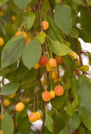 Malus 'Louisa'