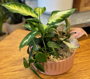 Plant Arrangement - "Tropical Bliss"