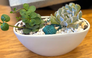 Plant Arrangement - Succulent Planter