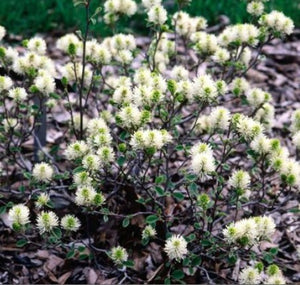 Fothergilla gardenii