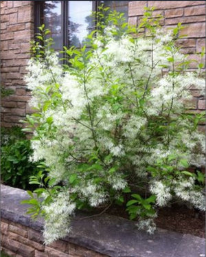Fringe Tree