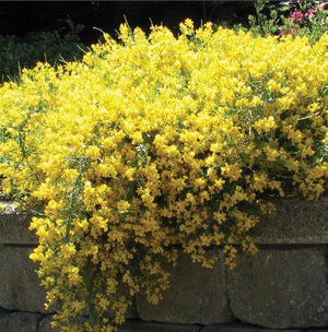 Genista lydia