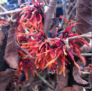 Hamamelis 'Diane'