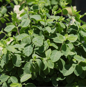 Honeysuckle 'Clavey's Dwarf'