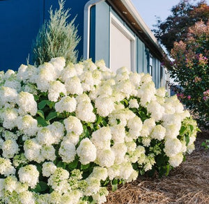 Hydrangea Little Hottie®