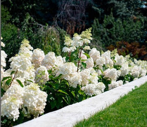 Hydrangea 'Bouncy™'