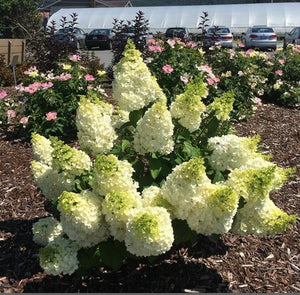 Hydrangea Moonrock™