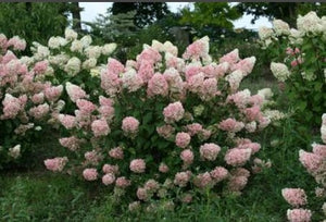 Hydrangea 'Strawberry Sundae'
