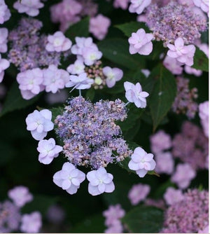 Hydrangea Tiny Tuff Stuff™