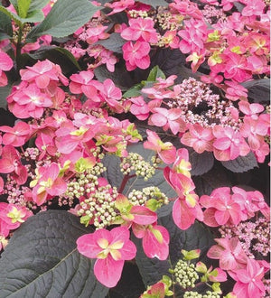 Hydrangea Tuff Stuff™ Red