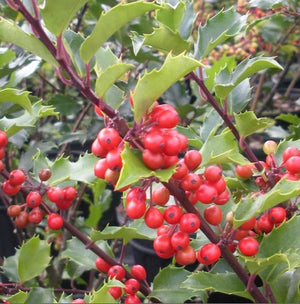 Holly 'Blue Prince'/'Blue Princess'