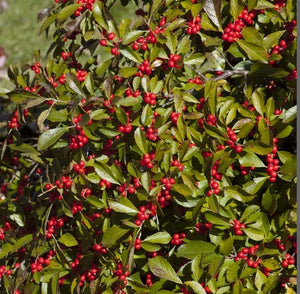 Ilex 'Red Sprite'
