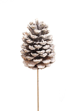 Pinecone - Jumbo White Tip