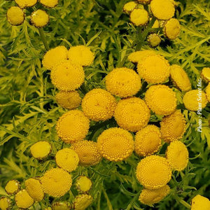 Tanacetum 'Isla Gold'