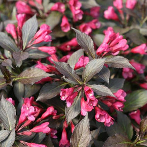Weigela 'Spilled Wine®'