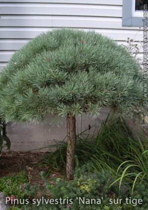 Pinus sylvestris 'Glauca Nana'