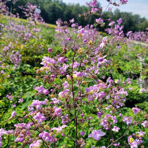 Thalictrum rochebrunianum