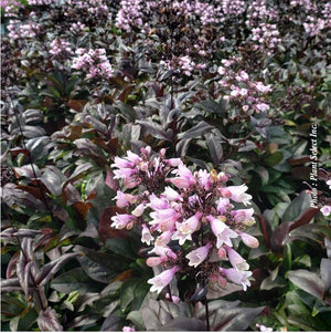 Penstemon Dakota™ Burgundy
