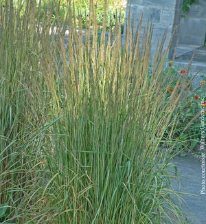 Calamagrostis 'Avalanche'