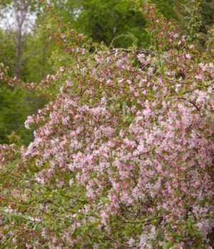 Malus 'Louisa'