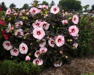 Hibiscus Summerific® 'Perfect Storm'