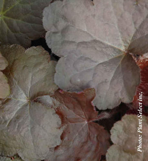 Heuchera 'Palace Purple'
