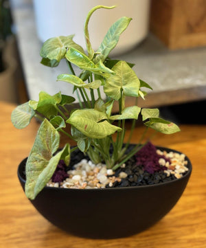 Plant Arrangement - "Tropical Bliss"