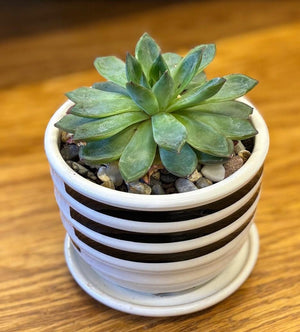 Plant Arrangement - Succulent Planter