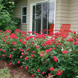 Rosa x 'Oso Easy® Double Red'