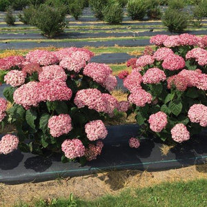 Hydrangea arborescens 'Incrediball® Blush'