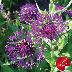 Centaurea 'Amethyst Dream'