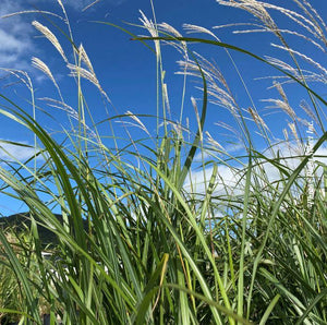 Miscanthus 'Silberfeder'