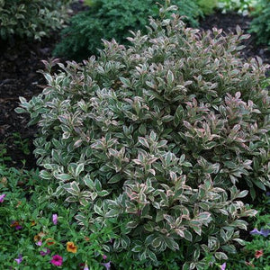 Weigela 'My Monet Purple Effect®'