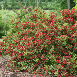 Weigela 'Sonic Bloom® Red'